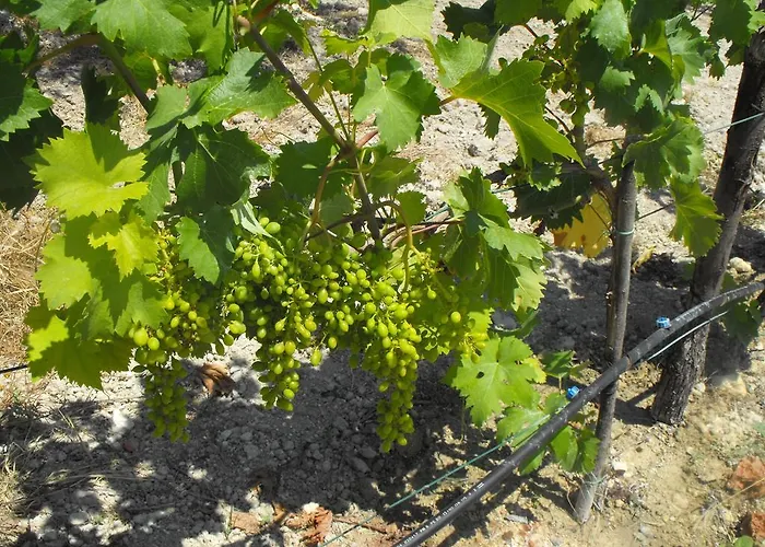 Agriturismoeloropizzuta Appartamento