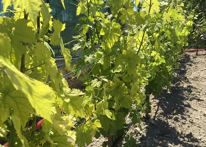 Appartamento Agriturismoeloropizzuta Lido di Noto